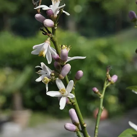 River Venice 3* Dolo