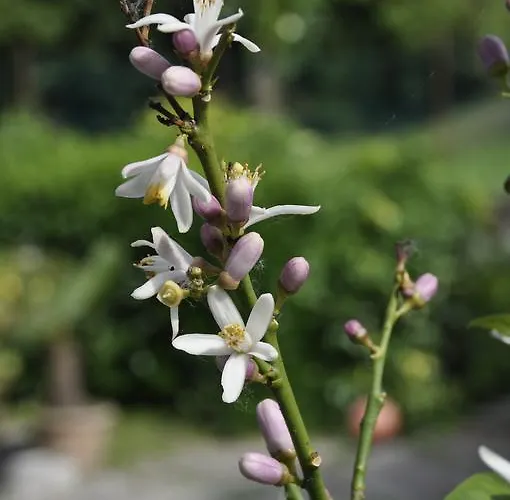 River Venice 3* Dolo